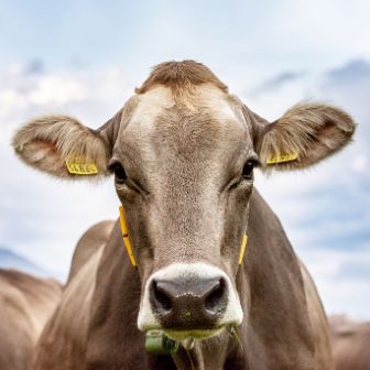 Kuh_Weide_closeup_ImageText_1370x1370px